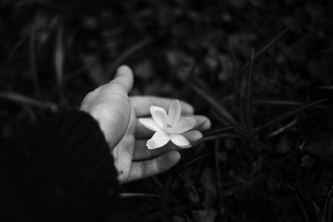 A hand holding a single flower against a soft dark background — symbolizing gentle grief support and remembrance
